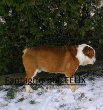 Anglický bulldog s PP - pes