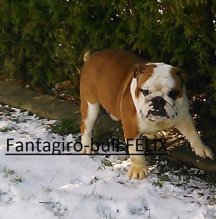Anglický bulldog s PP - pes