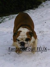 Anglický bulldog s PP - pes