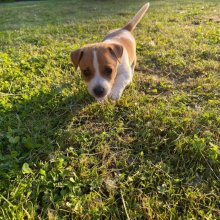 Jack russel terier
