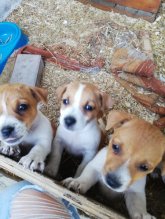 Jack russel terier