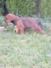 Tosa inu šteniatka