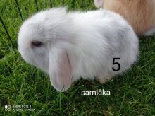 Zakrslé králiky barančeky
