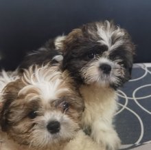 Shi_tzu. Shitzu, šitzu, šitzu, sicu, šicu, sizu,