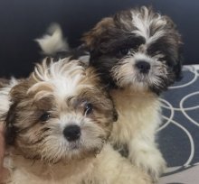Shi_tzu. Shitzu, šitzu, šitzu, sicu, šicu, sizu,
