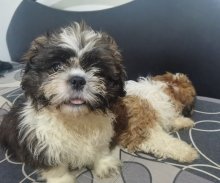 Shi_tzu. Shitzu, šitzu, šitzu, sicu, šicu, sizu,