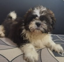 Shi_tzu. Shitzu, šitzu, šitzu, sicu, šicu, sizu,