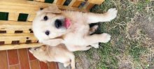 Zlatý retriever