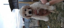 Zlatý retriever