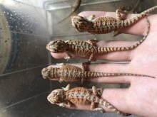 Agama bradatá mladé