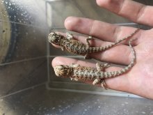 Agama bradatá mladé