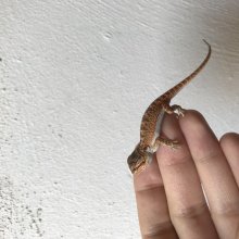 Agama bradatá mladé