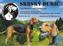 Poľovné psy Srbsky durič šteniatka