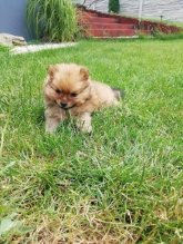 Nemecky mini spic