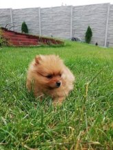 Nemecky mini spic