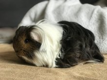 morské prasiatko SHELTIE  čistokrvné