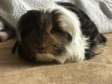 morské prasiatko SHELTIE  čistokrvné