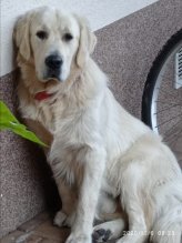 Zlatý retriever - šteniatko