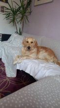 Zlatý retriever - šteniatko