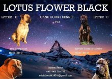 Cane Corso