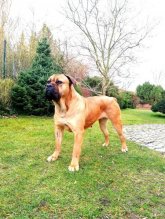 Cane Corso