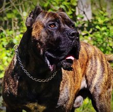 Cane Corso