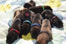Cane Corso