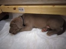 Weimarský stavač-šteniatka