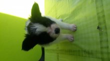 Papillon phalene