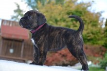 Cane corso