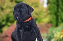 Cane corso
