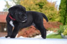 Cane corso