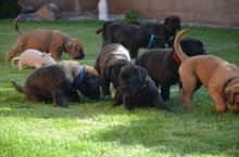 Cane corso