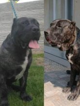 Kanarská doga (Perro de presa canario)