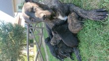 Kanarská doga (Perro de presa canario)