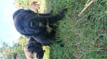 Kanarská doga (Perro de presa canario)