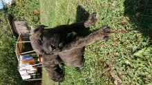 Kanarská doga (Perro de presa canario)