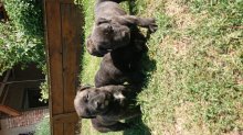 Kanarská doga (Perro de presa canario)