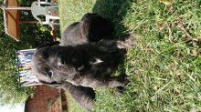 Kanarská doga (Perro de presa canario)