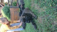 Kanarská doga (Perro de presa canario)