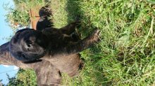 Kanarská doga (Perro de presa canario)