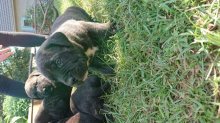 Kanarská doga (Perro de presa canario)