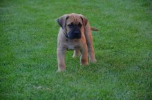 Cane Corso