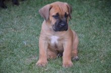 Cane Corso
