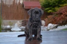 Cane Corso