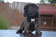 Cane Corso