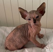 Na predaj maciatka Sphynx