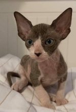 Na predaj maciatka Sphynx