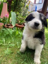 Border kolie