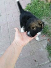 Border kolie